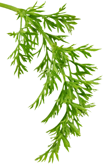 plante-a-propos