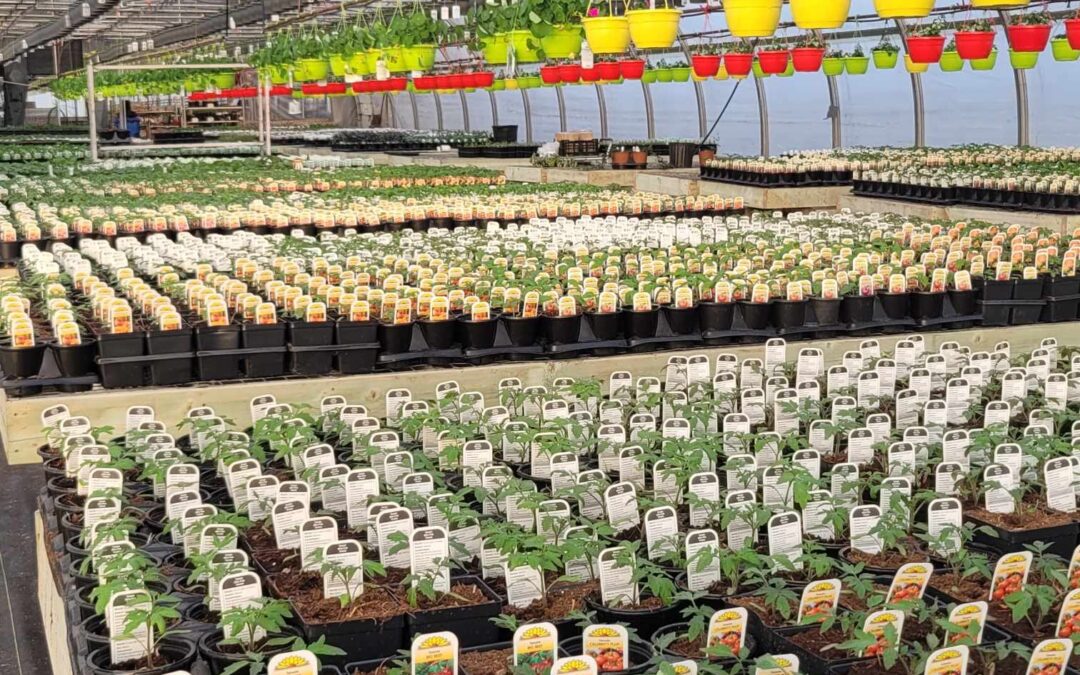 Les Serres Chlorophylles Inc.